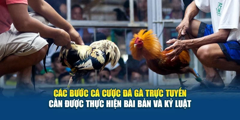 Các bước cá cược đá gà trực tuyến cần được thực hiện bài bản và kỷ luật