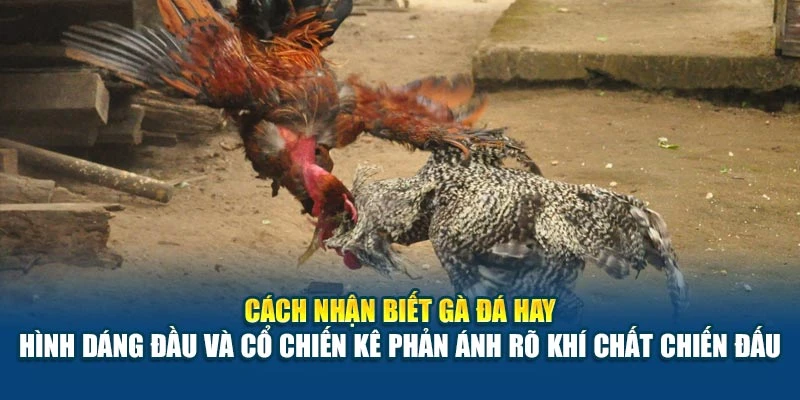 Cách nhận biết gà đá hay - Hình dáng đầu và cổ chiến kê phản ánh rõ khí chất chiến đấu