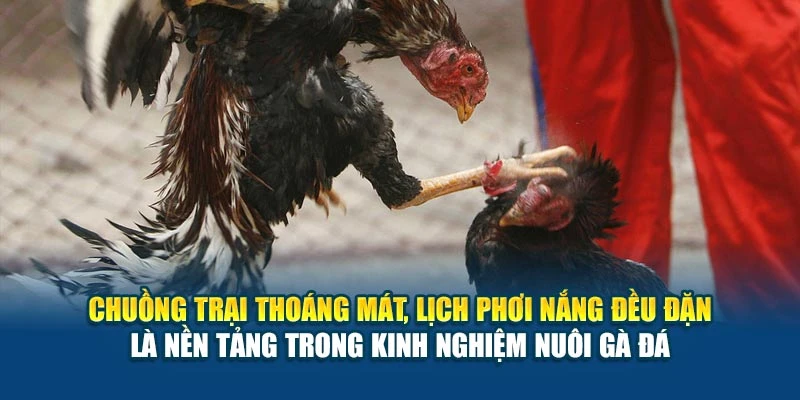 Chuồng trại thoáng mát, lịch phơi nắng đều đặn là nền tảng trong kinh nghiệm nuôi gà đá