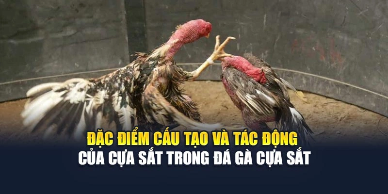 Đặc điểm cấu tạo và tác động của cựa sắt trong đá gà cựa sắt